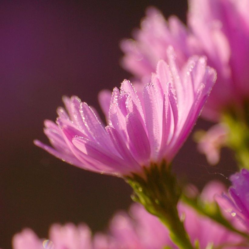 Aster dumosus Anneke - Aster nain (Floraison)