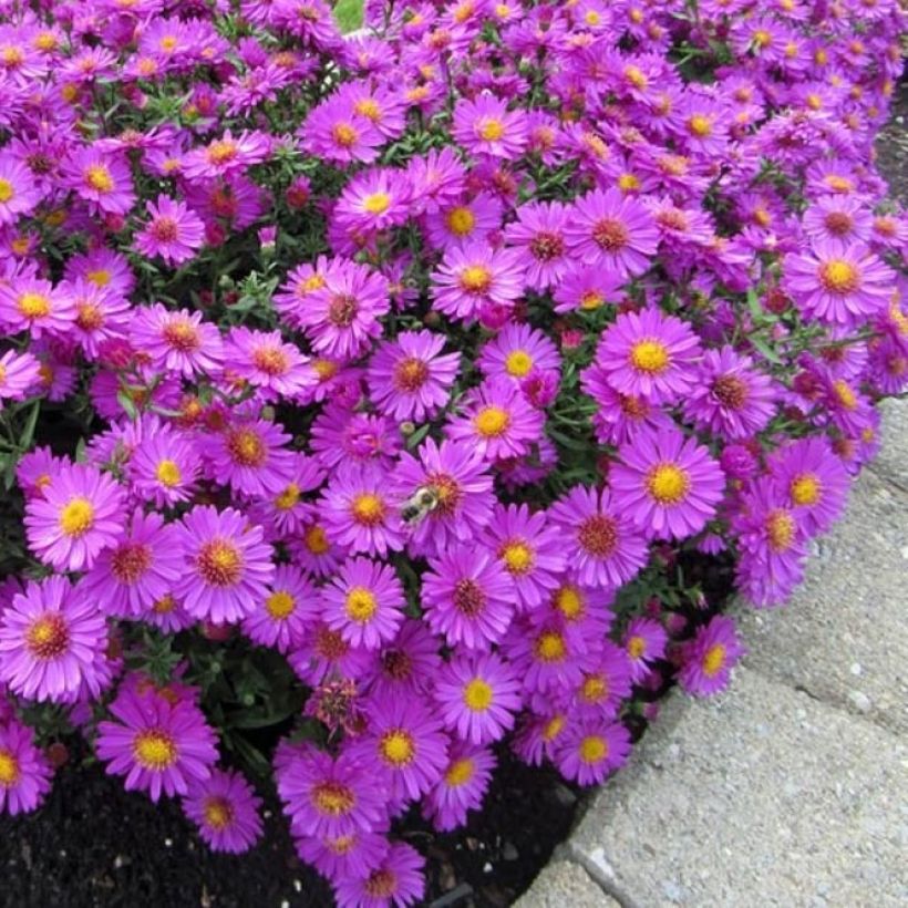 Aster dumosus Anneke - Aster nain (Port)