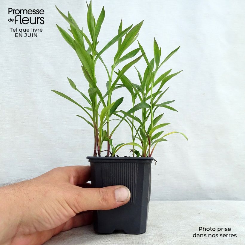 Spécimen de Aster dumosus Anneke - Aster nain Godet de 8/9 cm tel que livré en été