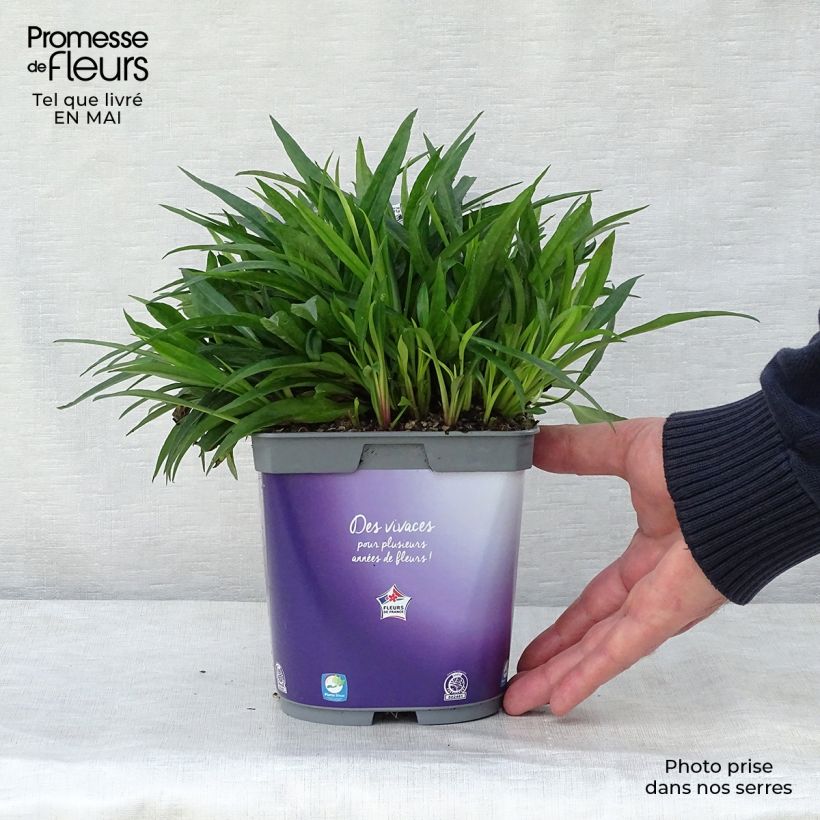 Spécimen de Aster dumosus Augenweide - Aster nain d’automne en pot de 2/3 litres tel que livré au printemps