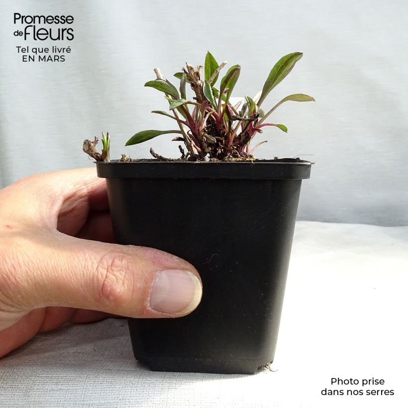 Spécimen de Aster dumosus Bahamas - Aster nain  Godet de 9cm tel que livré au printemps