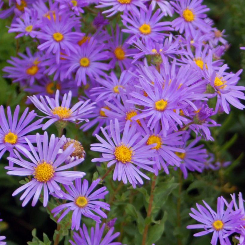 Aster dumosus Early Blue - Aster nain (Floraison)