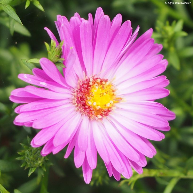 Aster dumosus Heinz-Richard (Floraison)