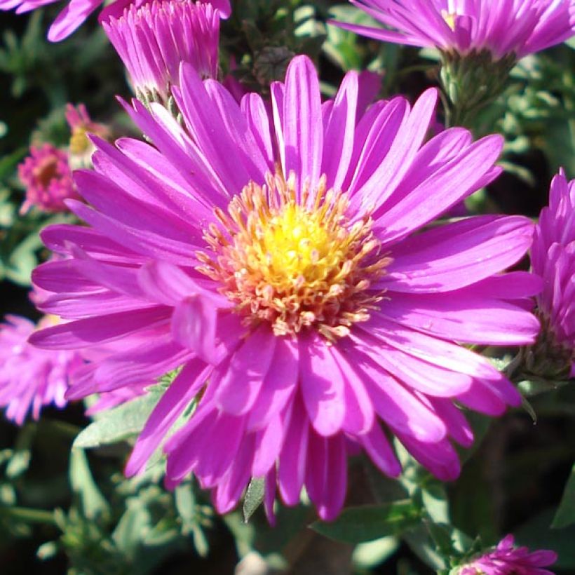 Aster dumosus Jenny - Aster nain (Floraison)