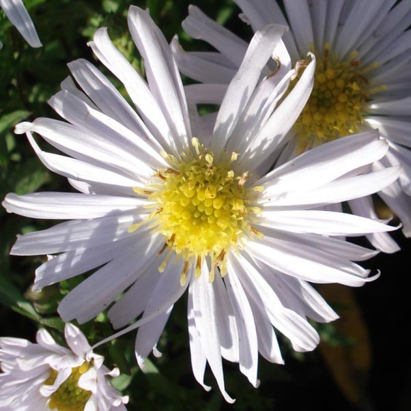 Aster dumosus Kristina (Floraison)