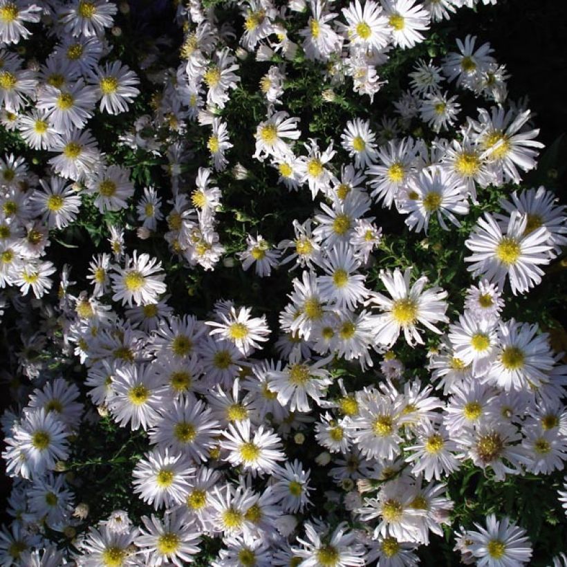 Aster dumosus Kristina (Port)