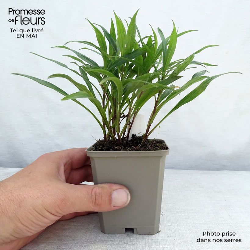 Spécimen de Aster dumosus Kristina Godet de 9cm tel que livré au printemps