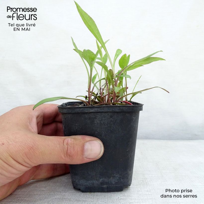 Spécimen de Aster dumosus Lady In Blue en godet de 9 cm tel que livré au printemps