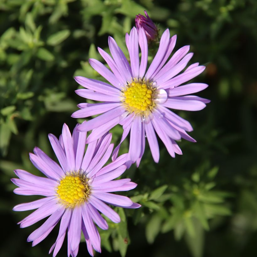 Aster dumosus Lady In Blue (Floraison)