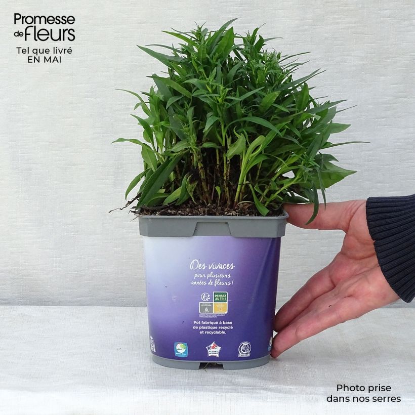 Spécimen de Aster dumosus Lady In Blue en pot de 2/3 litres tel que livré au printemps