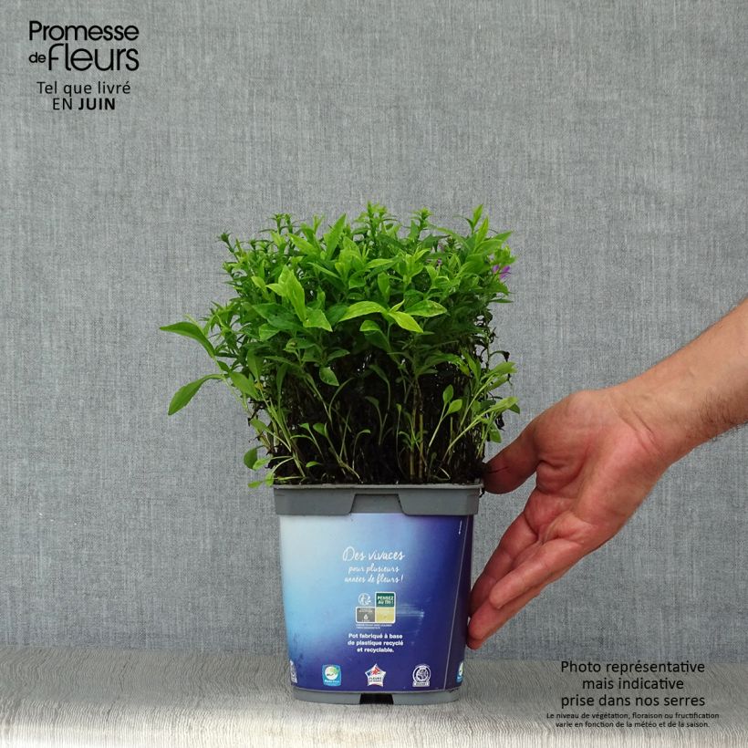 Spécimen de Aster dumosus Lady In Blue Pot de 2L/3L tel que livré en été