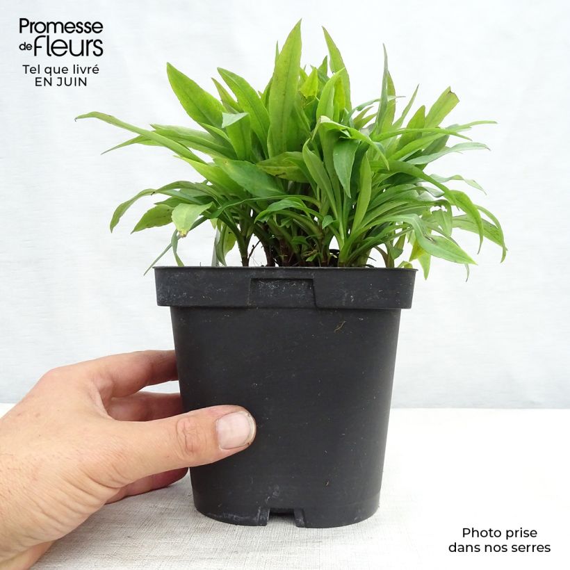 Spécimen de Aster dumosus Marjorie - Aster nain Pot de 2L/3L tel que livré en été