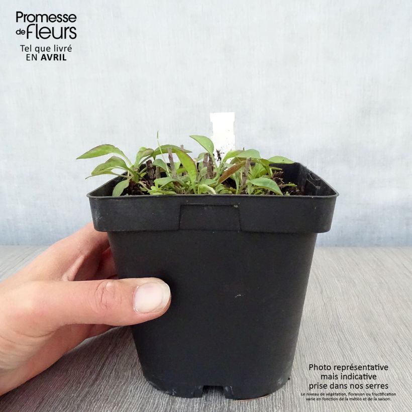 Spécimen de Aster dumosus Marjorie - Aster nain en pot de 2/3L tel que livré au printemps