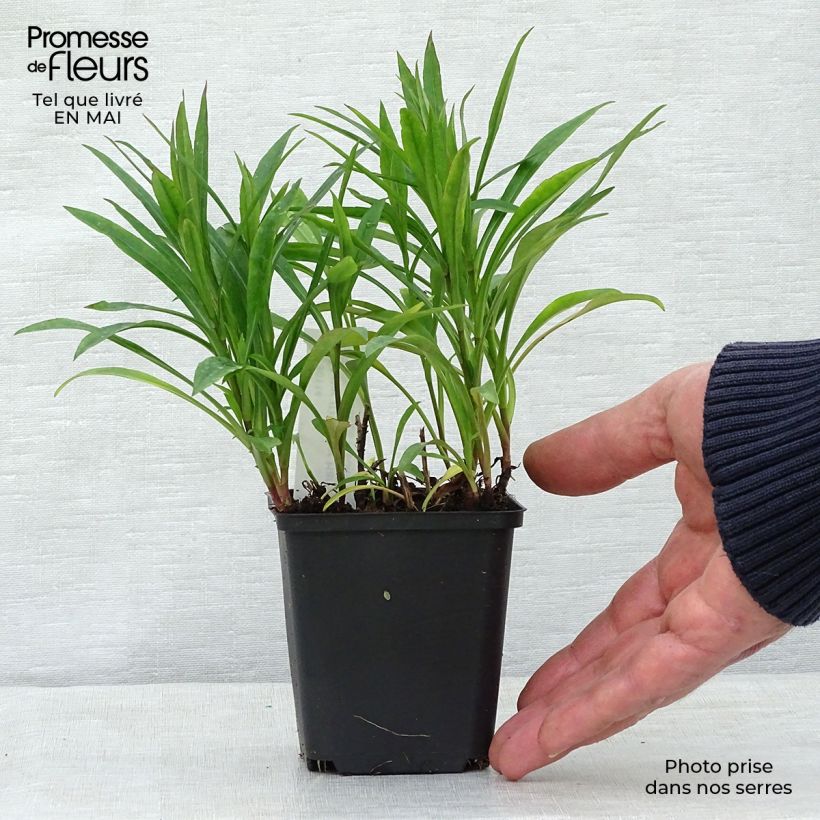 Spécimen de Aster dumosus Peter Harrison - Aster nain d'automne Godet de 9cm tel que livré au printemps