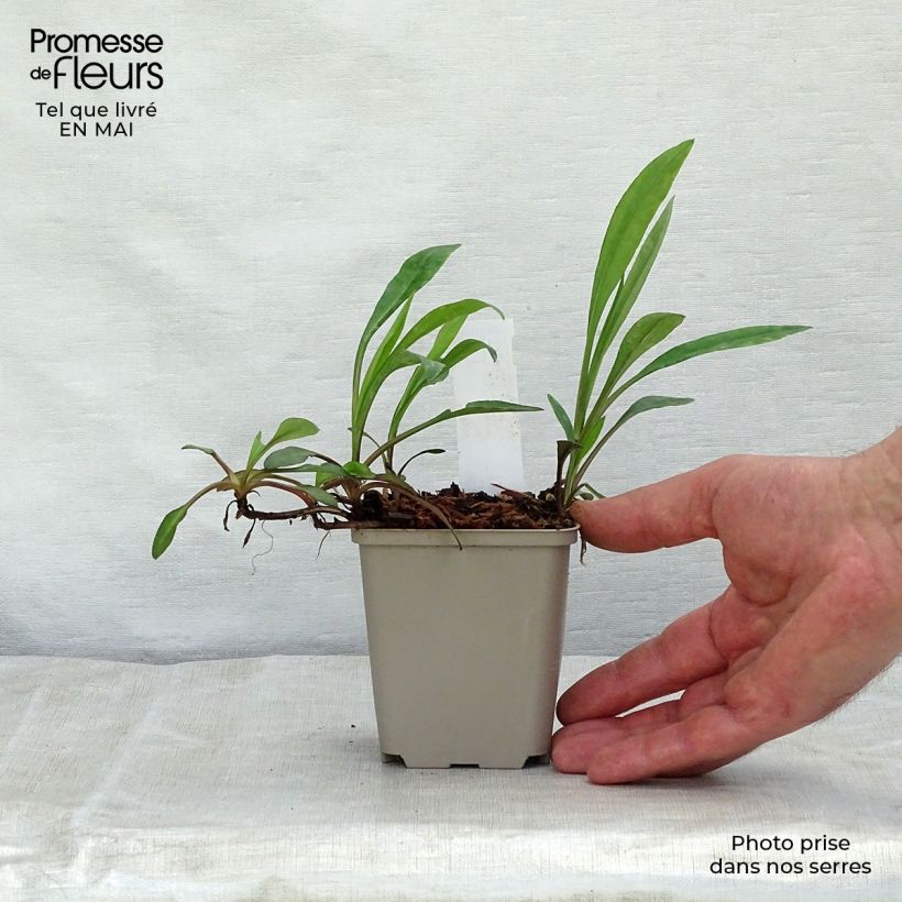 Spécimen de Aster dumosus Prof. Anton Kippenberg Godet de 9cm tel que livré au printemps