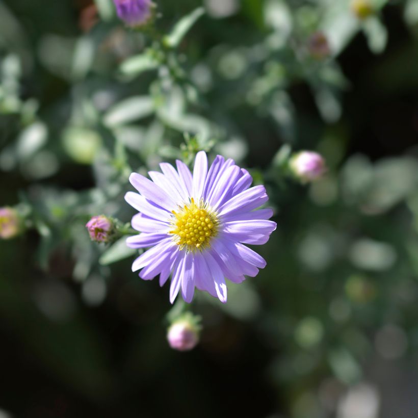 Aster dumosus Prof. Anton Kippenberg (Floraison)