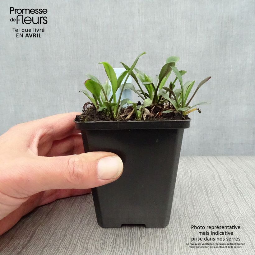 Spécimen de Aster dumosus Rosenwichtel - Aster nain d’automne Godet de 9cm tel que livré au printemps