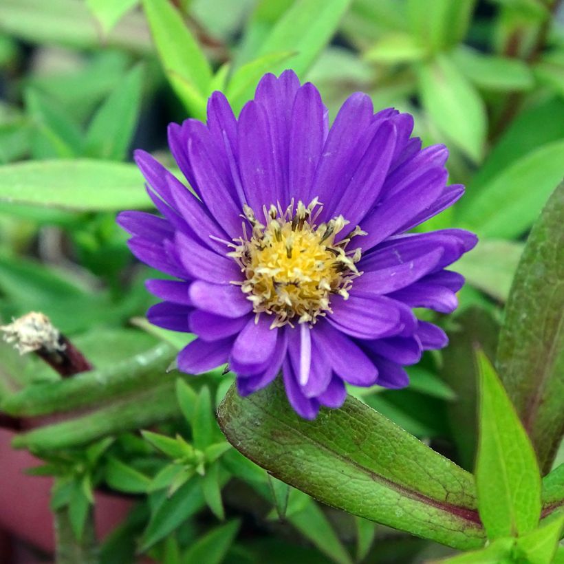 Aster dumosus Samoa - Aster nain d'automne (Floraison)