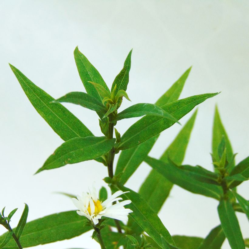 Aster dumosus Schneekissen - Aster nain d'automne (Feuillage)