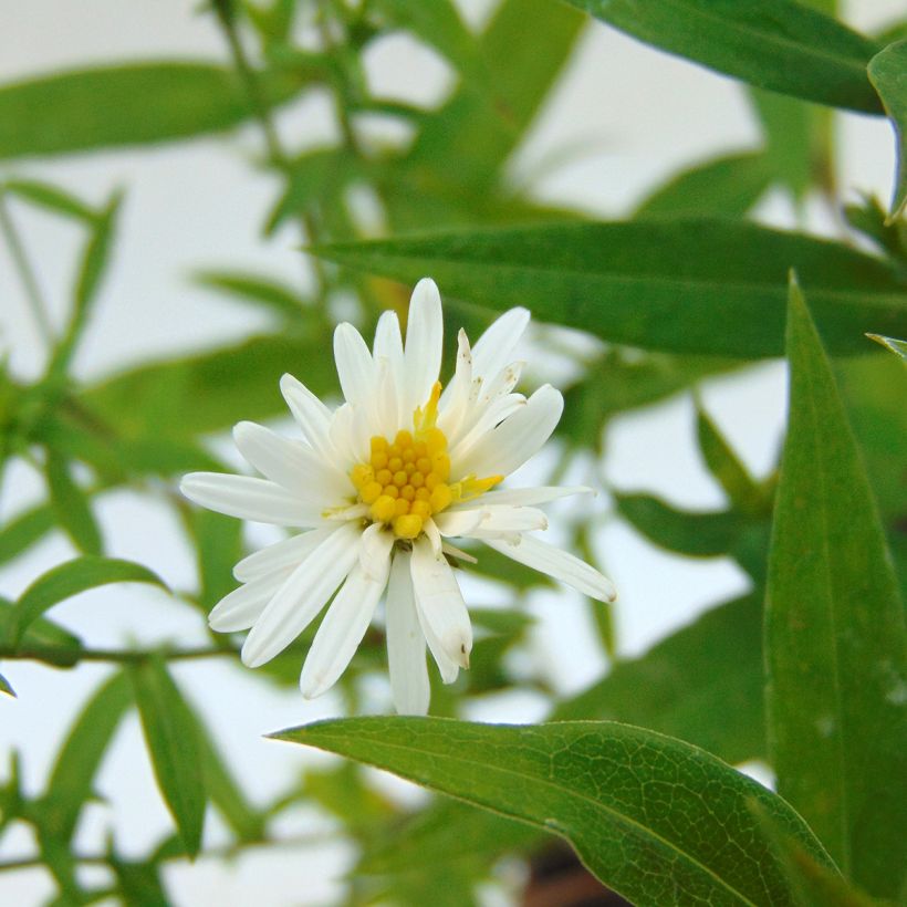 Aster dumosus Schneekissen - Aster nain d'automne (Floraison)