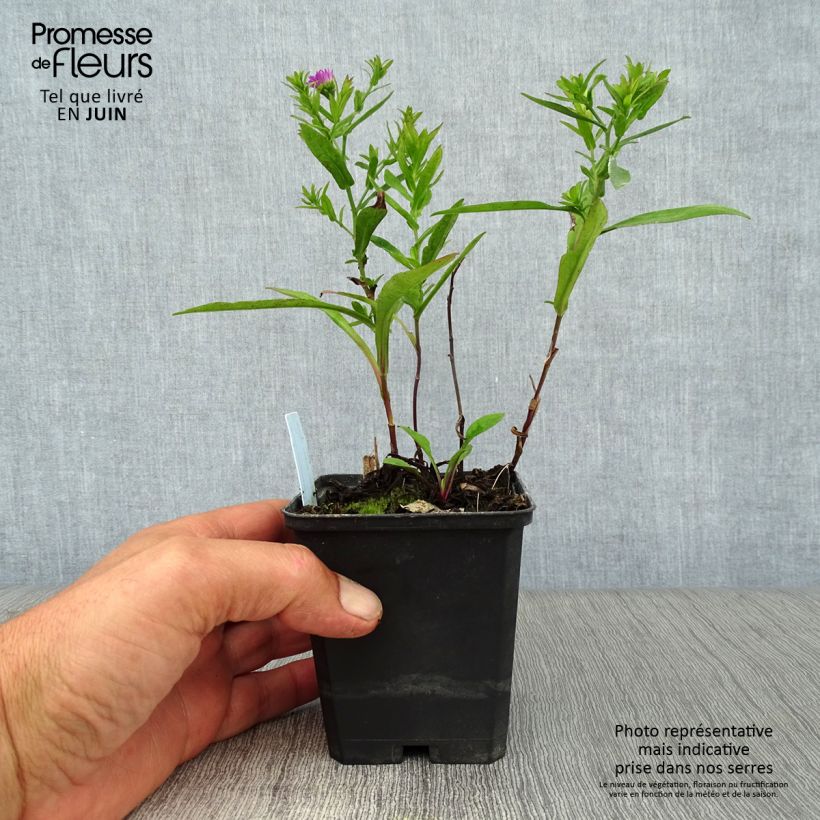 Spécimen de Aster dumosus Starlight - Aster nain d’automne Godet de 8/9 cm tel que livré en été
