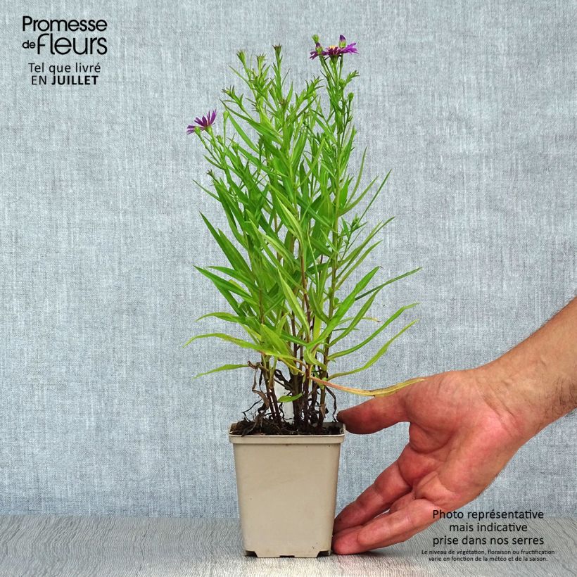 Spécimen de Aster dumosus Tonga - Aster nain Godet de 8/9 cm tel que livré en été