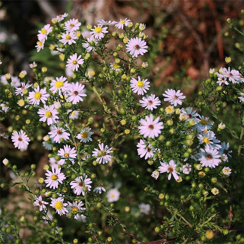 Aster ericoïdes Pink Cloud (Floraison)