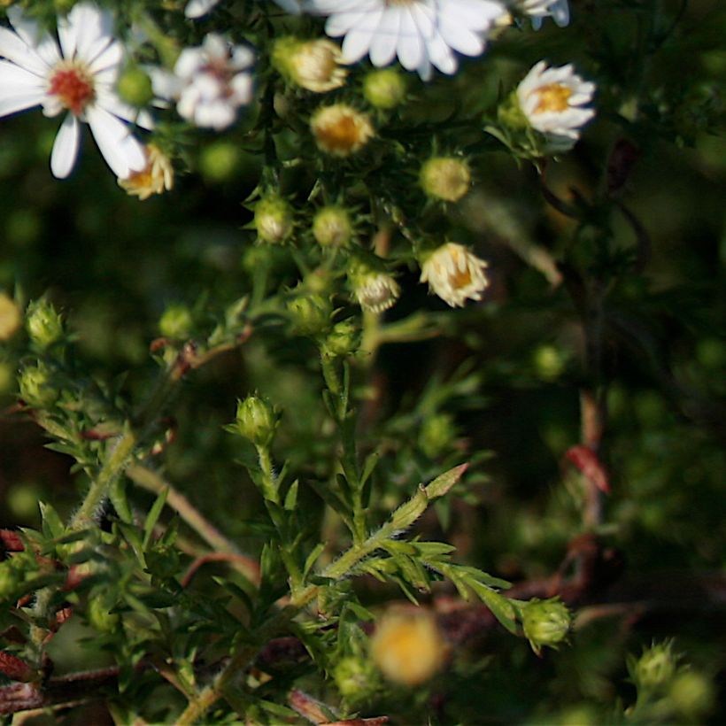 Aster ericoïdes (Feuillage)