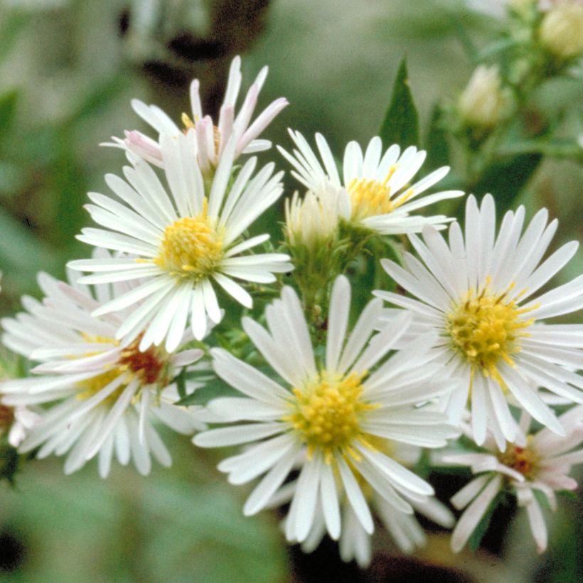 Aster ericoïdes (Floraison)