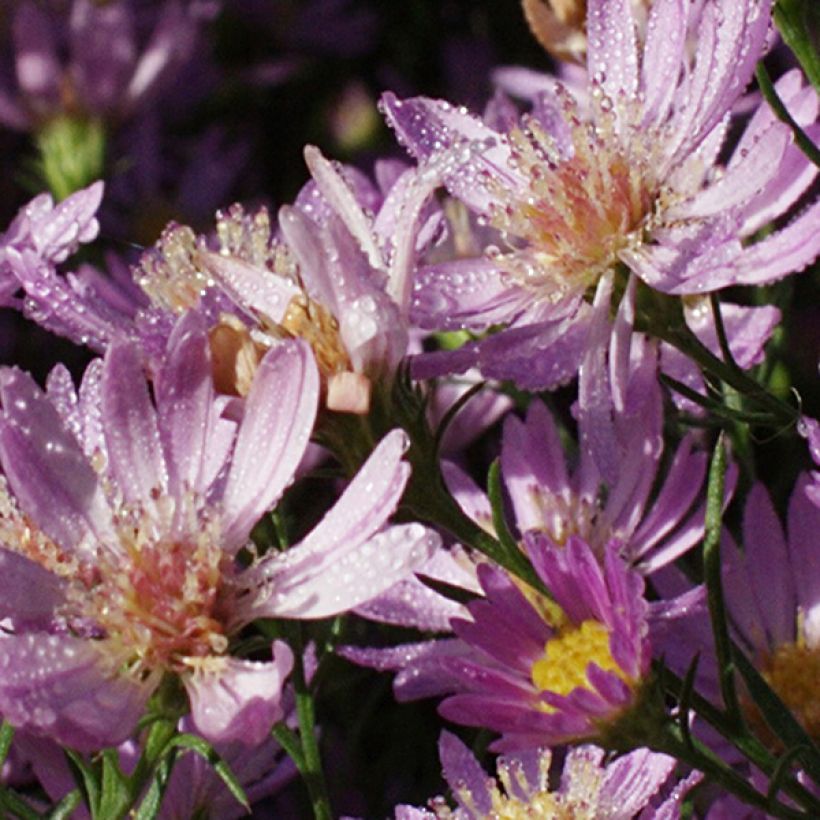 Aster ericoides Blue Wonder (Floraison)