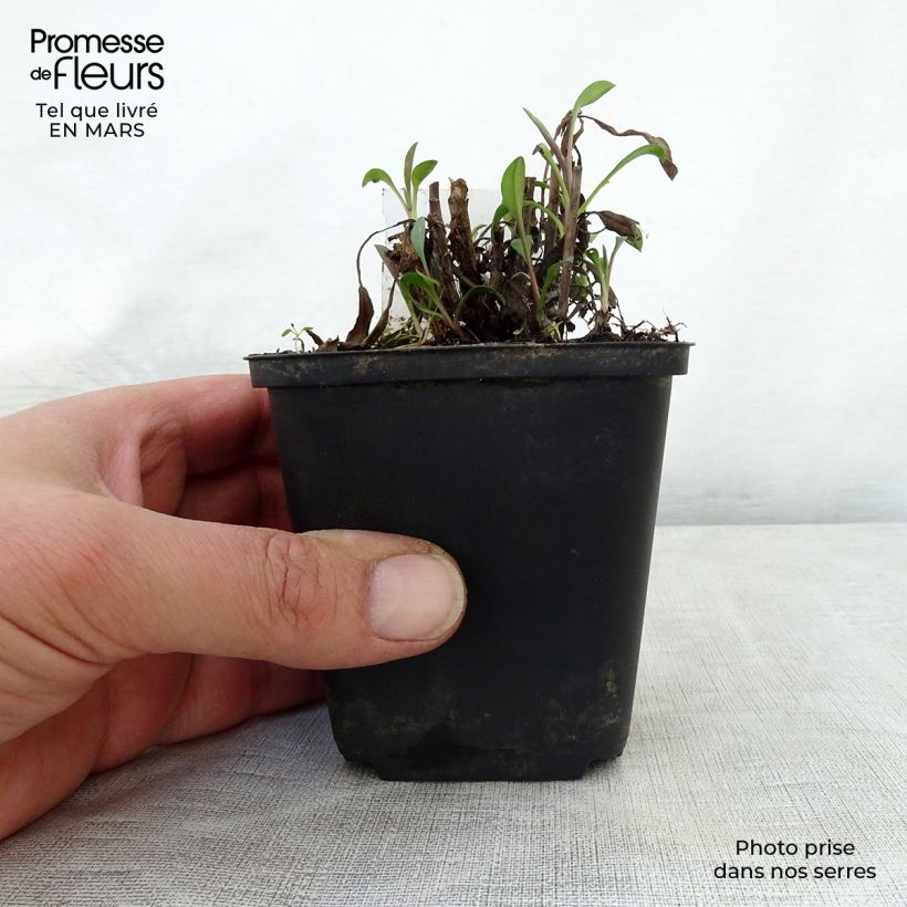 Spécimen de Aster ericoides Blue Wonder Godet de 9cm tel que livré au printemps