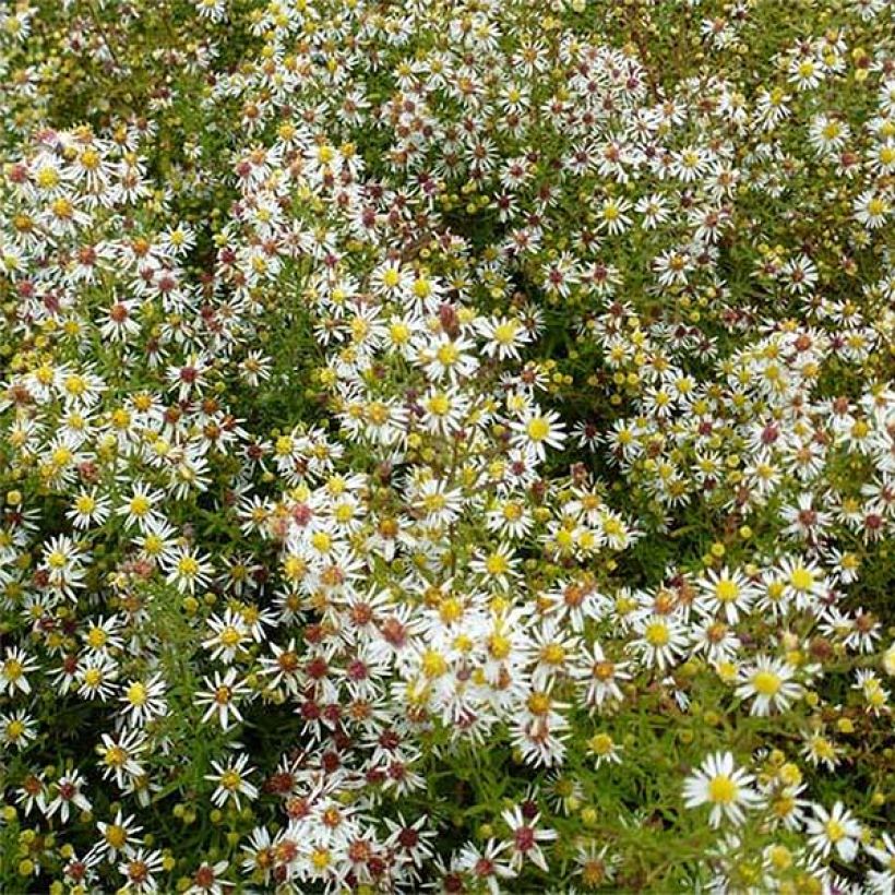 Aster ericoides Golden Spray (Floraison)