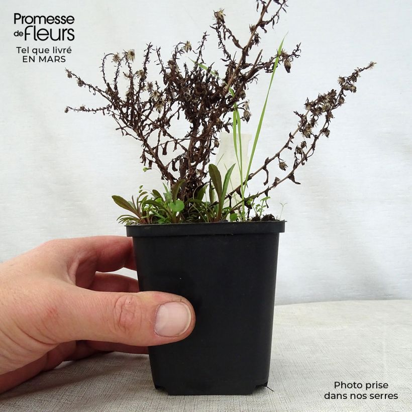 Spécimen de Aster ericoides Golden Spray Godet de 9cm tel que livré au printemps