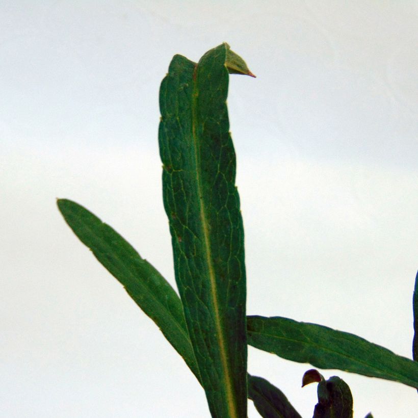 Aster ericoides Herbstmyrte - Aster à feuilles de bruyère (Feuillage)
