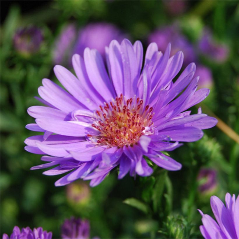 Aster ericoïdes Lovely (Floraison)