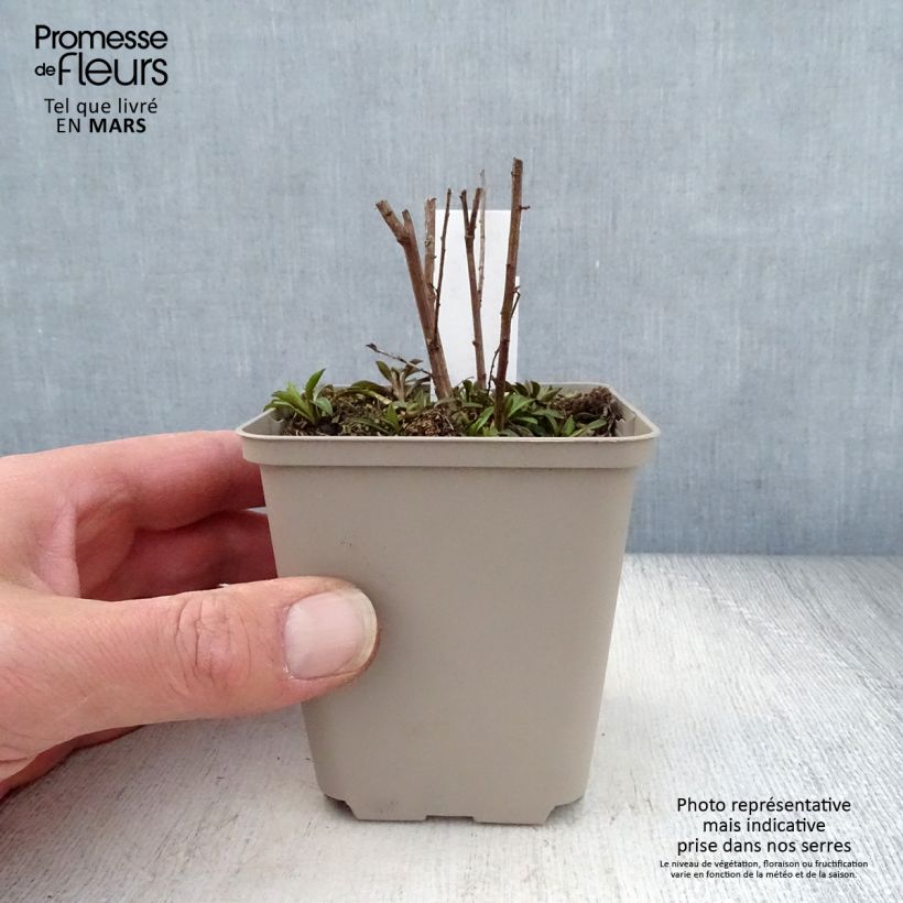 Spécimen de Aster ericoïdes Lovely Godet de 9cm tel que livré au printemps