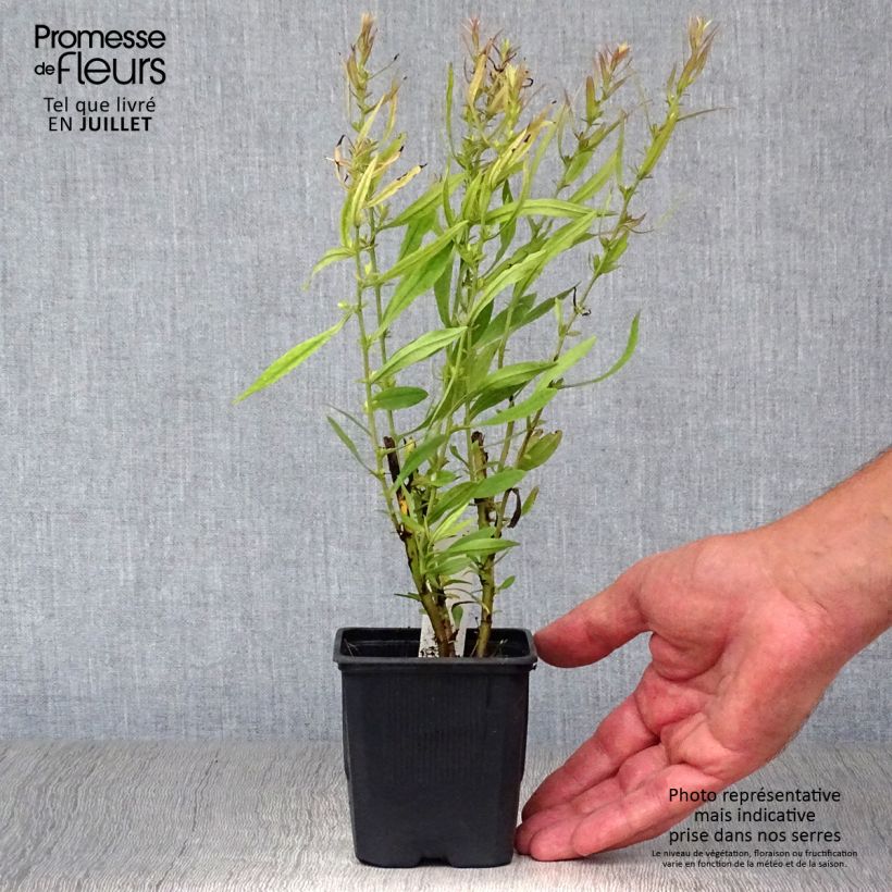 Spécimen de Aster ericoïdes Pink Cloud Godet de 7/8 cm tel que livré en été