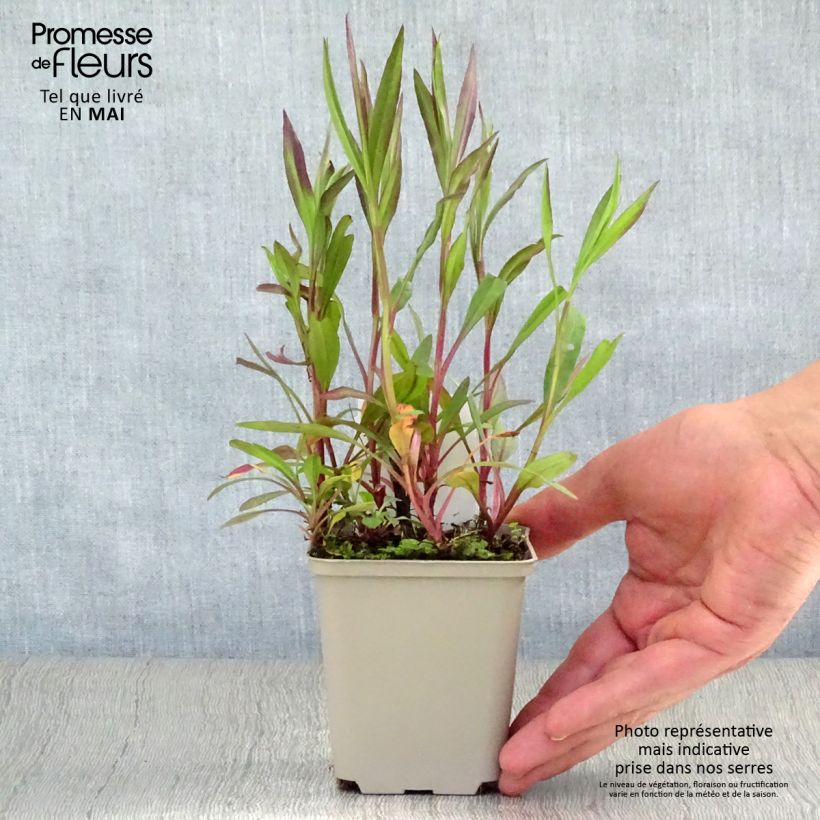 Spécimen de Aster ericoïdes Pink Cloud Godet de 9cm tel que livré au printemps