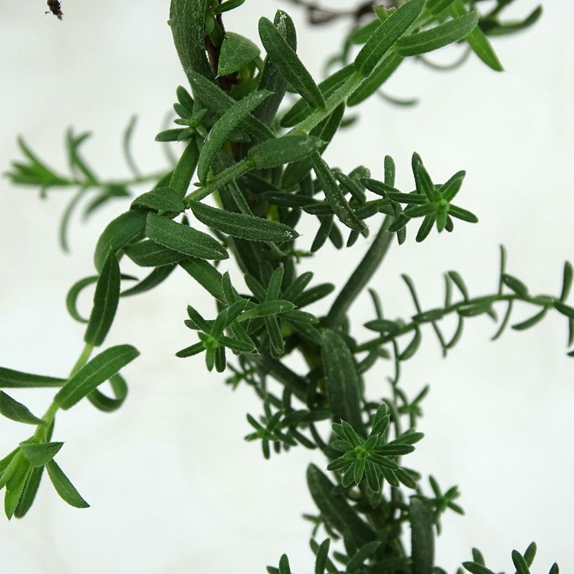 Aster ericoïdes Prostrate Form - Aster prostré (Feuillage)