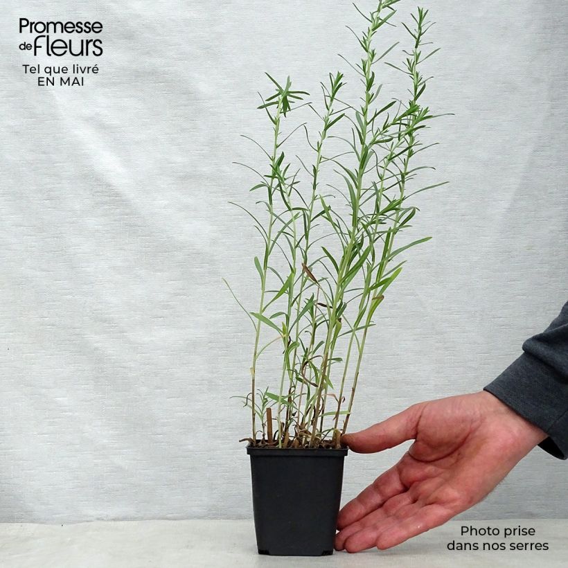 Spécimen de Aster ericoïdes Schneetanne - Aster fausse-bruyère Godet de 9cm tel que livré au printemps