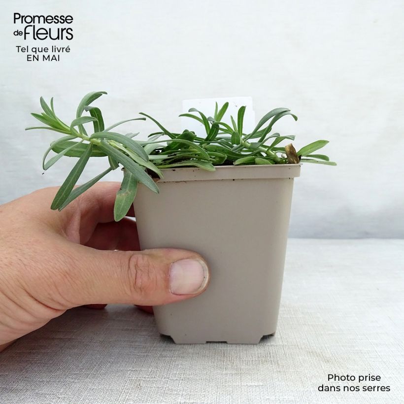 Spécimen de Aster ericoïdes f. prostratus Snow Flurry - Aster fausse-bruyère Godet de 7/8 cm tel que livré au printemps
