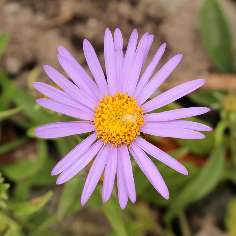 Aster farreri (Floraison)