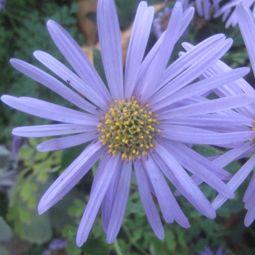 Aster frikartii Flora s Delight (Floraison)