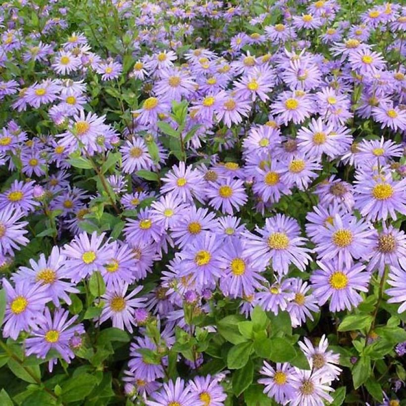 Aster frikartii Jungfrau - Aster d'été (Feuillage)