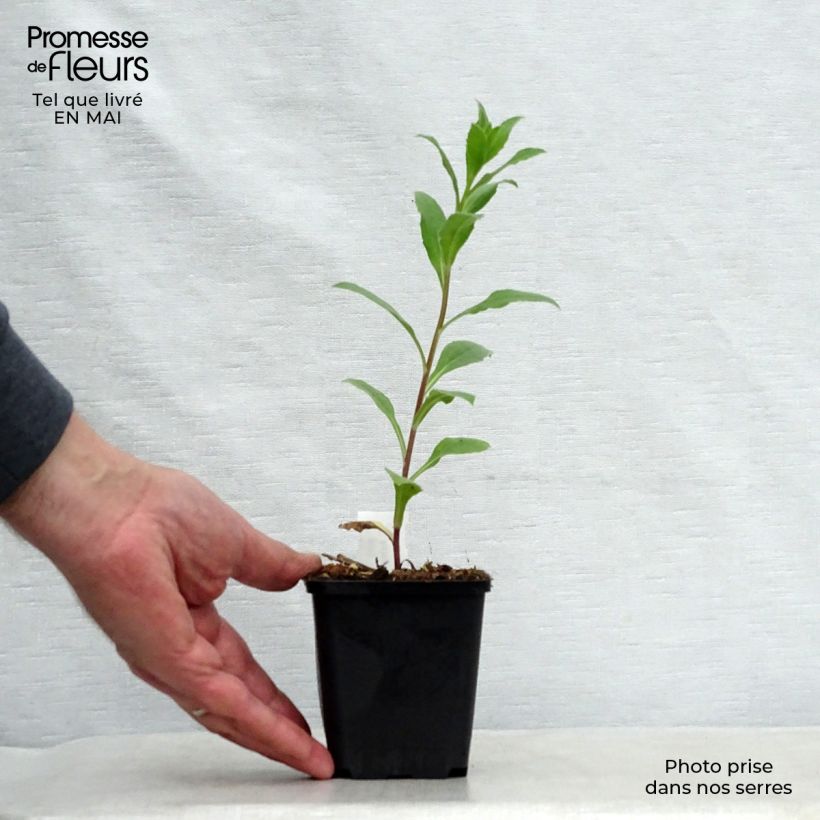 Spécimen de Aster frikartii Mönch - Aster d'automne Godet de 9cm tel que livré au printemps