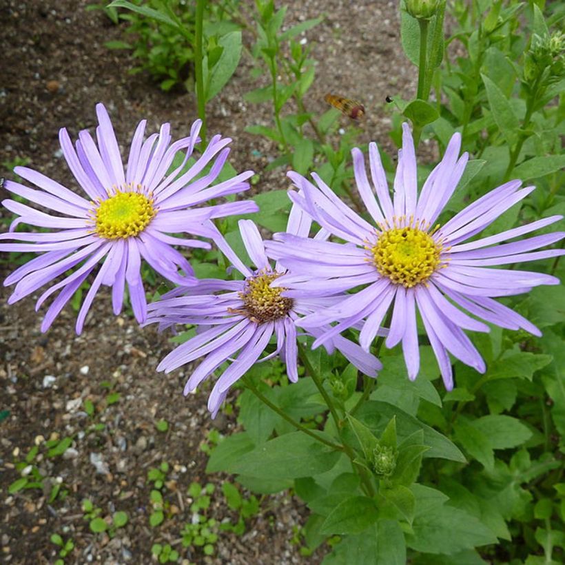 Aster frikartii Mönch - Aster d'automne (Floraison)