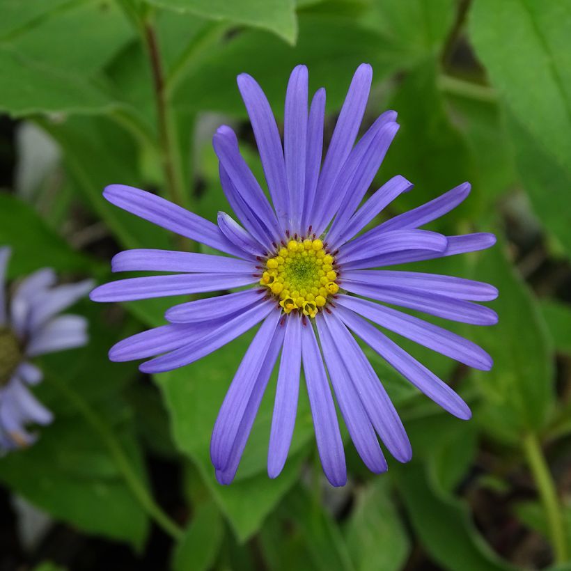 Aster frikartii Wunder von Stäfa - Aster d'automne (Floraison)