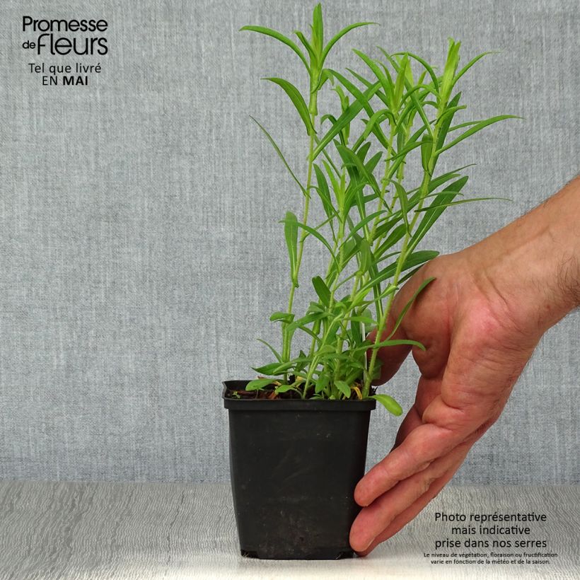 Spécimen de Aster hybride Ann Leys Godet de 9cm tel que livré au printemps