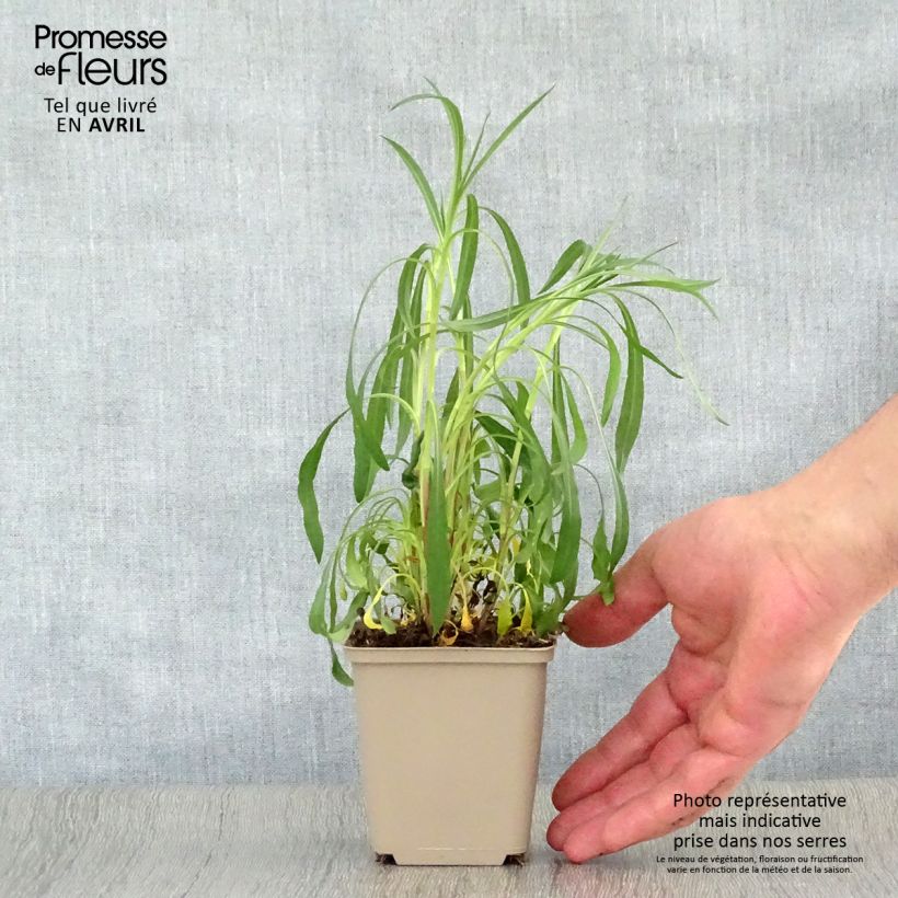 Spécimen de Aster hybride Pink Star - Aster rose Godet de 9cm tel que livré au printemps
