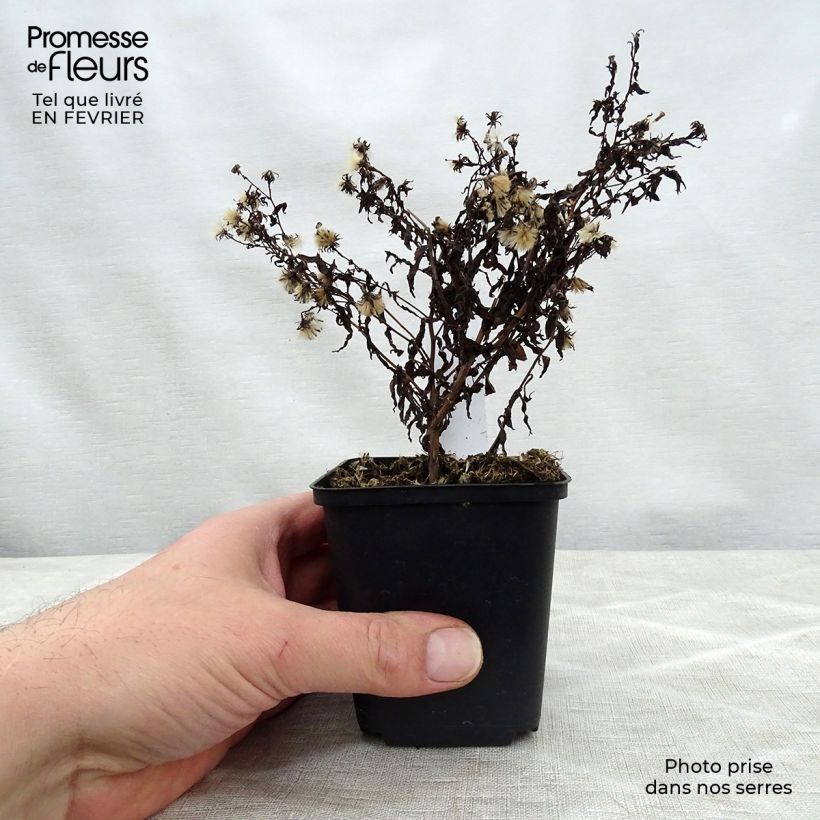 Spécimen de Aster lateriflorus Coombe Fishacre - Aster grand d'automne Godet de 9cm tel que livré en hiver